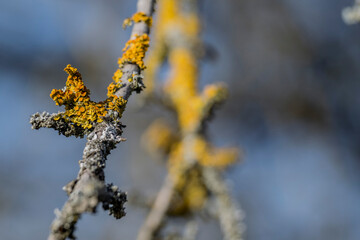 close-up of the lichen on a branch 
