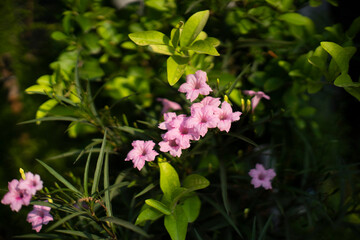 Purple golden flowers are wild flowers that can be found in meadows or roadside.purple flower of ruellia simplex with green leaves in the garden,purple flower of ruellia simplex with green leaves in t