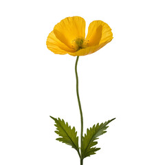 Poppy image isolated on a transparent background PNG photo