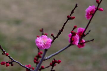 紅梅（品種名：ヨウキヒ）