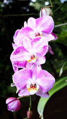beautiful pink or purple moon orchid  or halaenopsis amabilis in garden