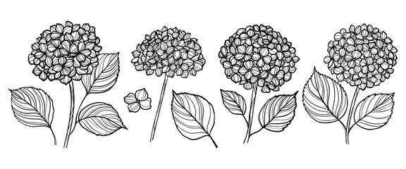 Set of hand drawn hydrangea flowers. Outline vector illustration.