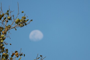 half moon Sky background, beautiful, nature, selective focus