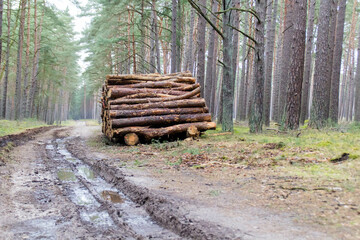 Weg Waldweg Forstwirtschaft Wald Fost Holz