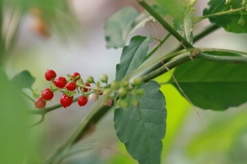 berries on a bush