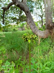 Fototapeta premium tree in the woods