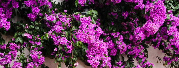Fototapeta na wymiar The wall of the house with abundantly blooming purple Bogumila - bougainvillea at the end of August.