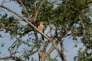 Upupa epops - Hoopoe - Huppe fasciée