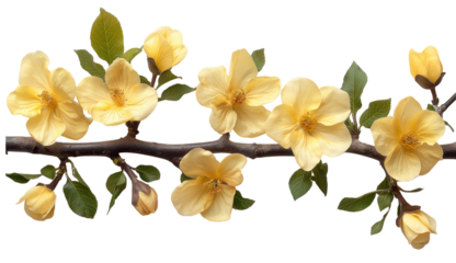 Branches and yellow spring flowers on white background. Concept of spring and Easter beauty