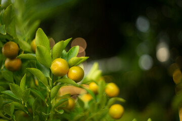 calamondin are also used as an ingredient in Malaysian and Indonesian cuisine. In Vietnam,...