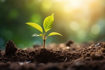 Seedlings growing from rich soil to morning sunlight, ecology concept, panoramic banner, digital ai