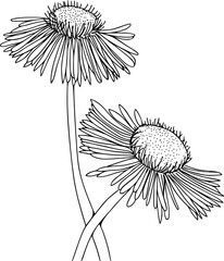 Botanical illustration of Fleabane or Erigeron flower. Hand drawn flower illustration. Black and white flower drawing on isolated background.