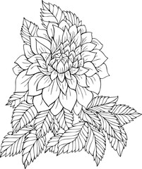 Botanical illustration of dahlia flower. Hand drawn flower illustration. 