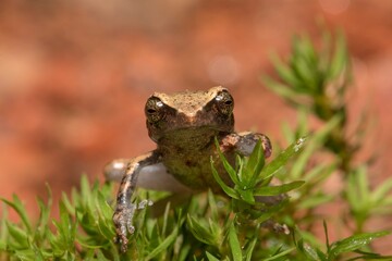 Fototapeta premium Frogs of Munnar - Frogs of Kerala