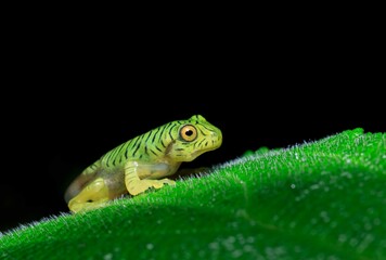 Frogs of Munnar  - Frogs of Kerala