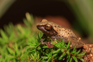 Frogs of Munnar  - Frogs of Kerala