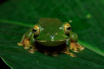 Frogs of Munnar  - Frogs of Kerala