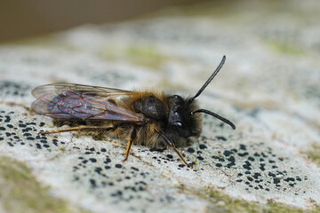 Closeup on a male Large Sallow Mining Bee, Andrena apicata sitting on the trunk of a tree