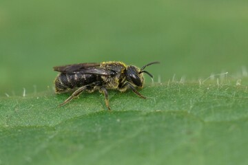 Closeup on the all black cleptoparasite little dark bee , Stelis breviuscula on a green leaf in the garden