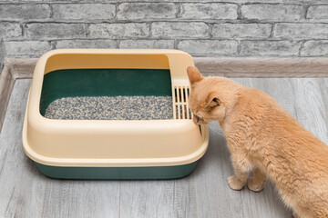 domestic cat sitting in a litter box. the cat wants to go to the toilet.