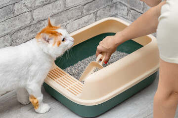 man cleaning cat litter box with dustpan. cleaning the cat litter box. a cat watches a person...
