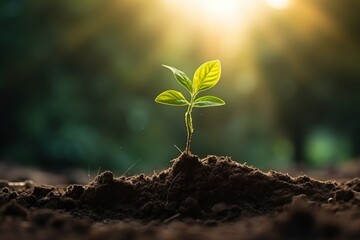 Seedlings growing from rich soil to morning sunlight, ecology concept wide panoramic banner