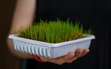 Rosnąca zielona trawa dla kota w plastikowym białym pojemniku trzymana w dłoniach  © Paweł Kacperek