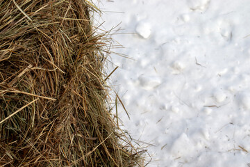 Dry fodder on a background of snow. White snow and dry hay close-up. Hay is food for animals on a farm.