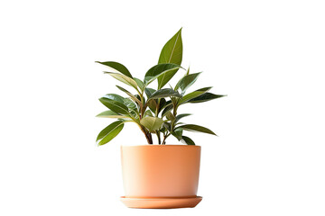 Ficus Benjamin. Young houseplant isolated on PNG Background. Generative Ai.