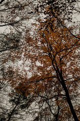 Herbstliche Stimmung in einem Wald