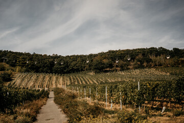 Fototapeta na wymiar Wunderschöner Ausblick über die Weinberge