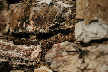 Alte Steinmauer in der Sonne mit einer Eidechse