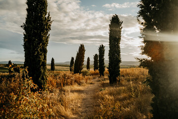 Fototapeta premium Wunderschöne Landschaft mit einer Zypressenallee
