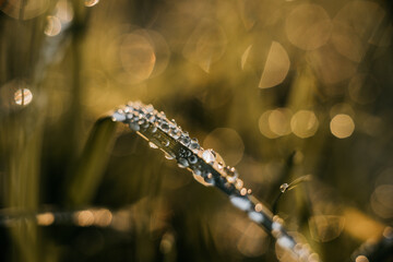 Morgentau auf einem Grashalm