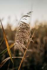 Trockenes Gras auf einer Wiese