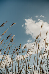 Beige Gräser ragen in den Himmel