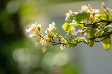 Apricot Blossom are in Ho Chi Minh city, Vietnam