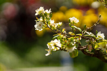Apricot Blossom are in Ho Chi Minh city, Vietnam