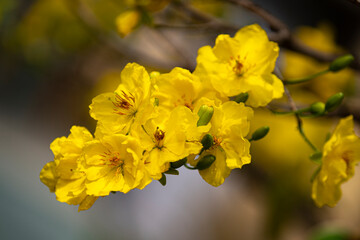 Apricot Blossom are in Ho Chi Minh city, Vietnam
