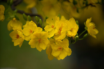 Apricot Blossom are in Ho Chi Minh city, Vietnam