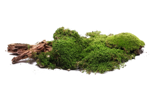 Green moss  on old rotten tree isolated on white background and texture	