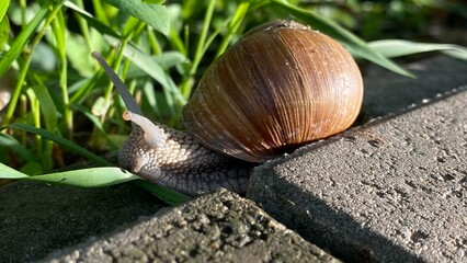 Nature's Slow Pace: Snail on a Summer Morning