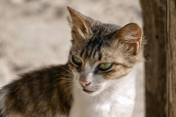 Naklejka na ściany i meble Portrait of an adorable tabby kitten in Zanzibar