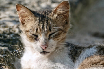 Obraz premium Portrait of an adorable tabby kitten in Zanzibar