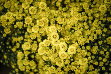  green leaves on background,Group of yellow sun flower next to the road,Field of orange petals of...