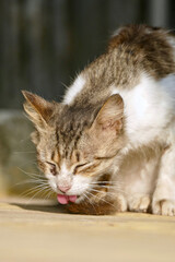 Fototapeta premium Portrait of an adorable tabby kitten in Zanzibar