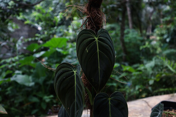 Philodendron melanochrysum is a species of flowering plant in the family Araceae, endemic to the wet Andes foothills of Colombia.