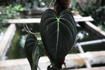 Philodendron melanochrysum is a species of flowering plant in the family Araceae, endemic to the...