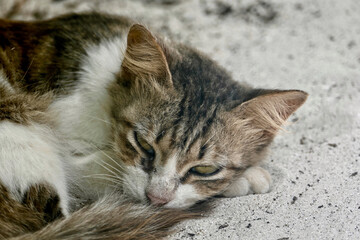 Naklejka na ściany i meble Portrait of an adorable tabby kitten in Zanzibar