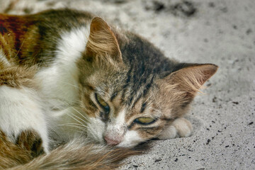 Fototapety na wymiar - Fototapeta24.pl